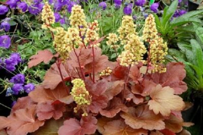 ky thuat trong va cham soc cay la mau heuchera 6