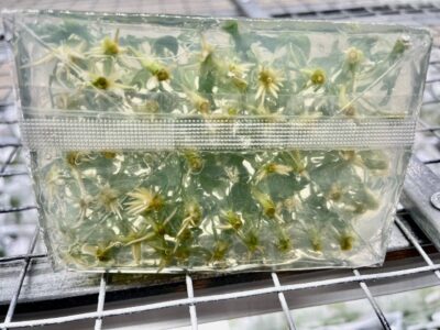 z5905488834841 6b258b2071e6932986036aed4de94b29