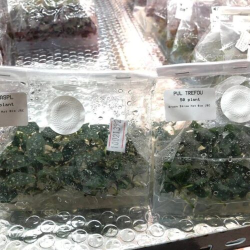 z5905488893313 c7883c1701b80c490d87eb458173d88e 1