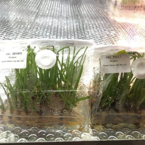 z5905488906038 cece83dc7af49226af50050cbece44aa 1